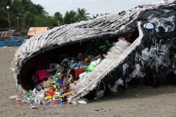 Whale and Shark Species at Increasing Risk from Microplastic Pollution 